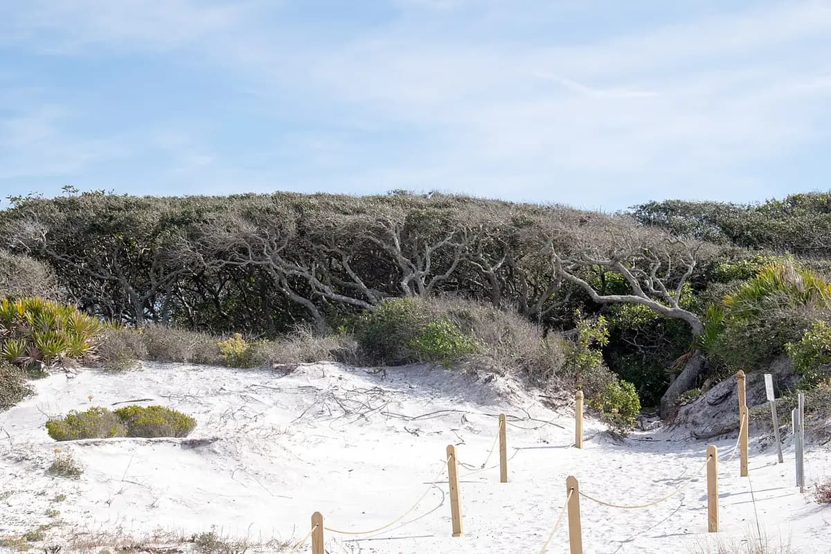Grayton Beach State Park: a photograph from Wikimedia Commons.
