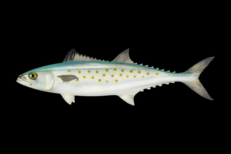Illustration of a Spanish mackerel (Scomberomorus maculatus)