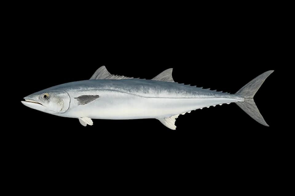Illustration of a king mackerel (Scomberomorus cavalla)